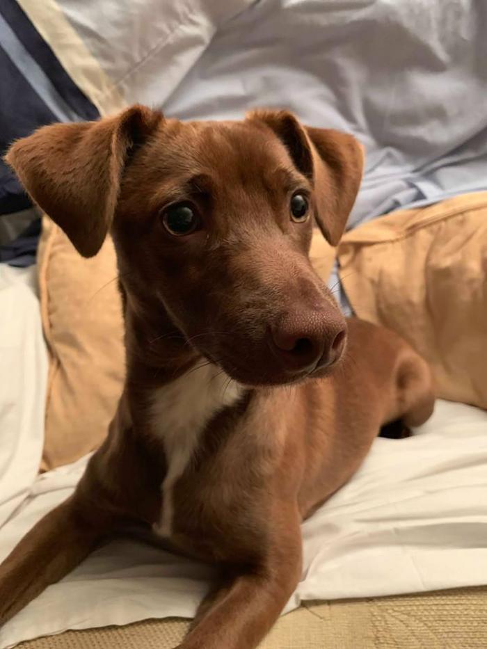 Dan