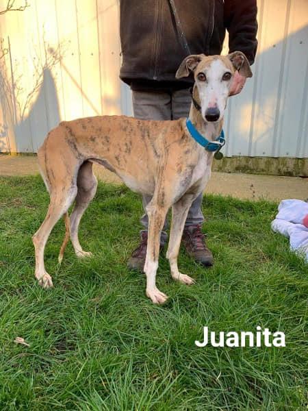 Juanita